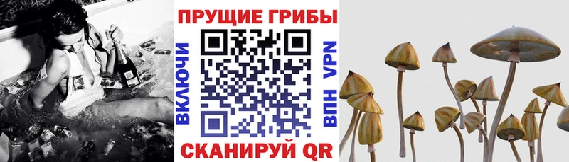 Псилоцибиновые грибы Magic Shrooms  Гудермес 